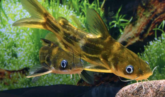 黄颡鱼（鲿科黄颡鱼属一种常见的淡水鱼）