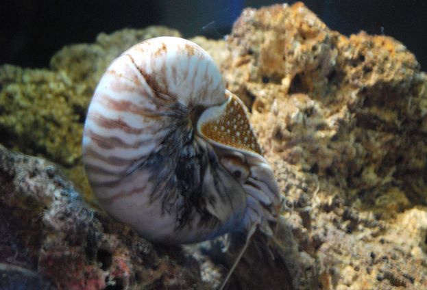 巨型鹦鹉螺的简介