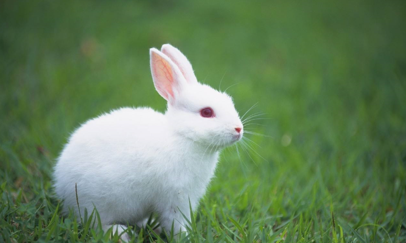 兔子为什么不吃红萝卜